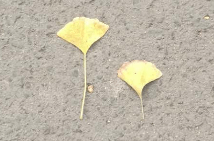 ݵĵĉ¼ŵr(nng)